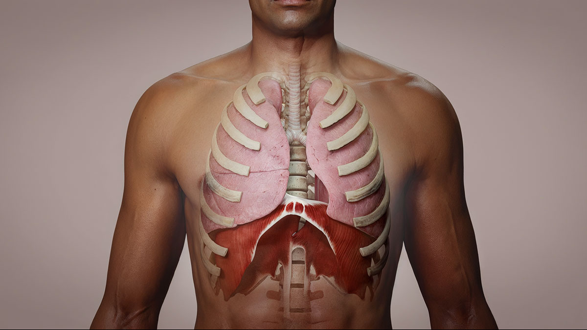 Вправи для тренування дихальних мʼязів